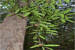 Diospyros malabarica